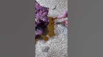 Thumbnail of Hand feeding shrimp Daytona Aquarium #Outkast B.O.B Bombs over Baghdad