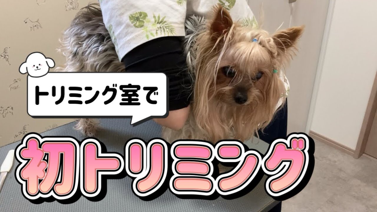 手足が動く うちの子テディ ヨークシャテリア テディベア ヨーキー
