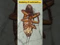 Anatomy of cockroach 😳 #shorts #biology #neet #class11