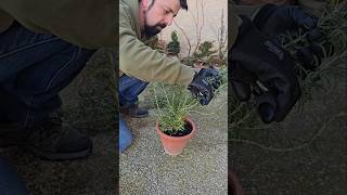 🌿 Cómo y cuándo podar un romero según lo que quieras conseguir (compacto o grande)