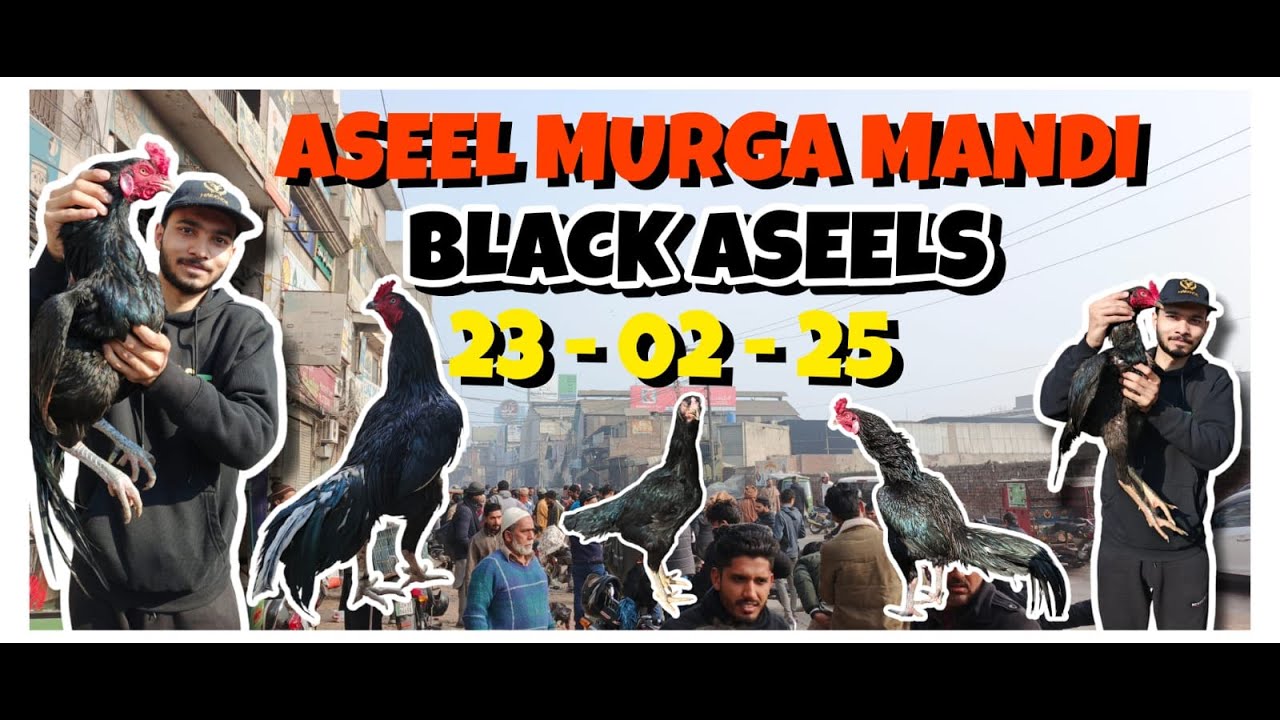 Lahore Lari Ada murgha mandi 2025 | Today Lahore Aseel murgha mandi | Aseel murgha mandi Lahore #yt