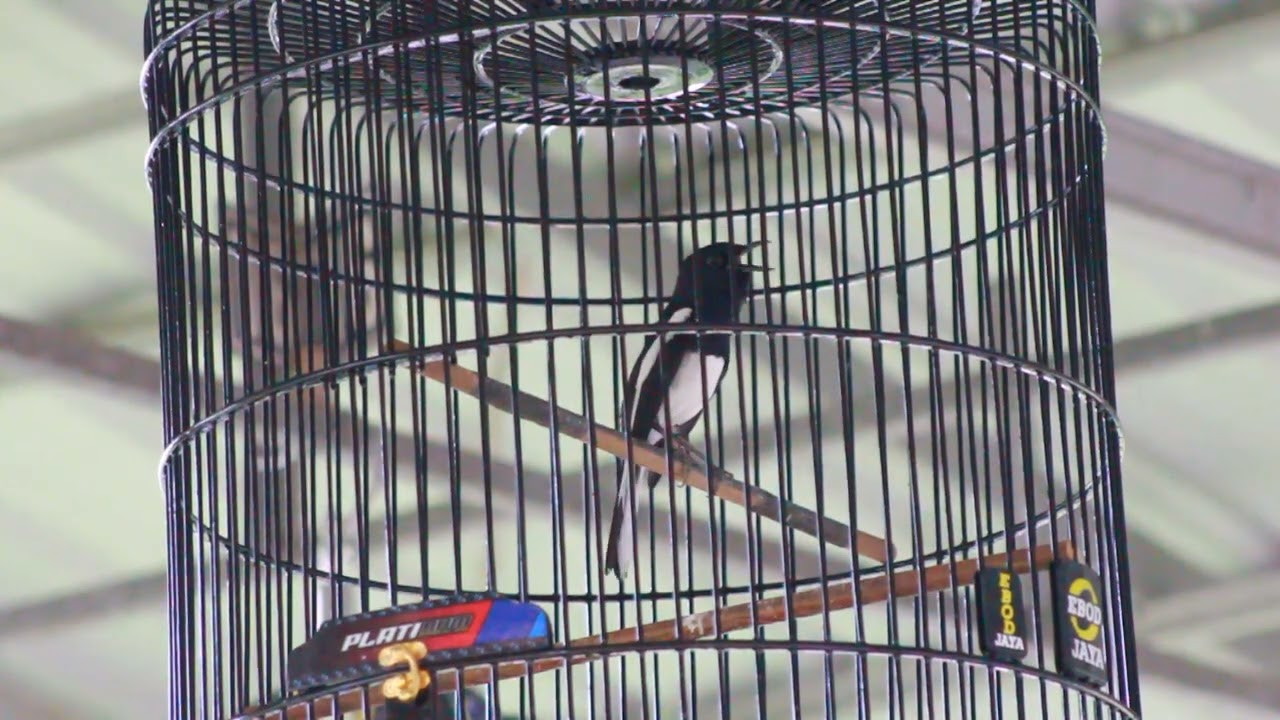 kacer gacor NGEPLONG tarung ini paling ampuh buat PANCINGAN KACER agar EMOSI NYAUT