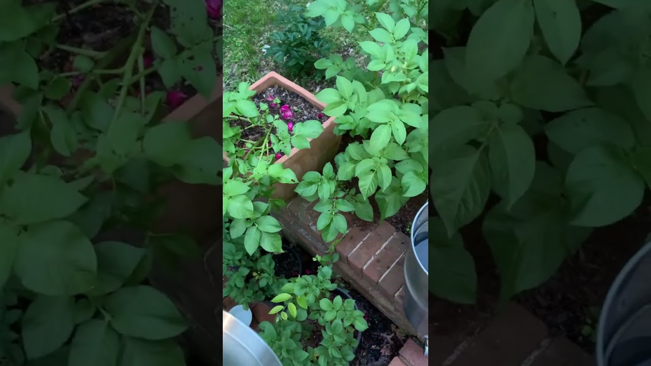 ALEXAPURE Filters Unboxed pt 3 💦