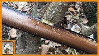 Primitive Technology - How to make Saw