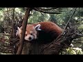 ⁴ᴷ⁶⁰ Walking the Bronx Zoo and Riding the Wild Asia Monorail (Narrated) (August 8, 2020)