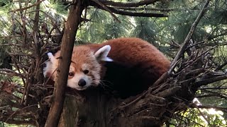 ⁴ᴷ⁶⁰ Walking the Bronx Zoo and Riding the Wild Asia Monorail (Narrated) (August 8, 2020)