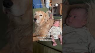初めてワンコを見た赤ちゃん｜PECO #犬と赤ちゃん #ゴールデンレトリバー #大型犬のいる生活 #dogandbaby #goldenretriever #goldenretrieverlife