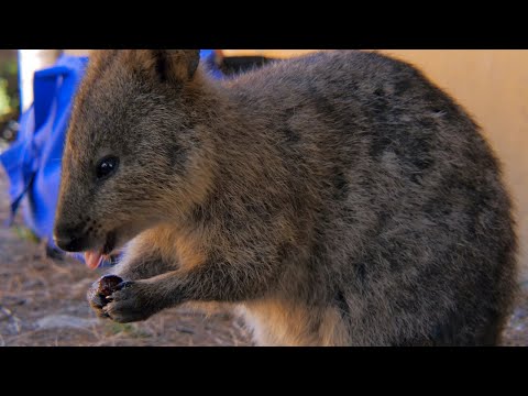 Cheeky Quokka Goes Viral Cute Happiest Animals Smiling Rottnest Island Australia Youtube
