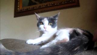 Asshole cat