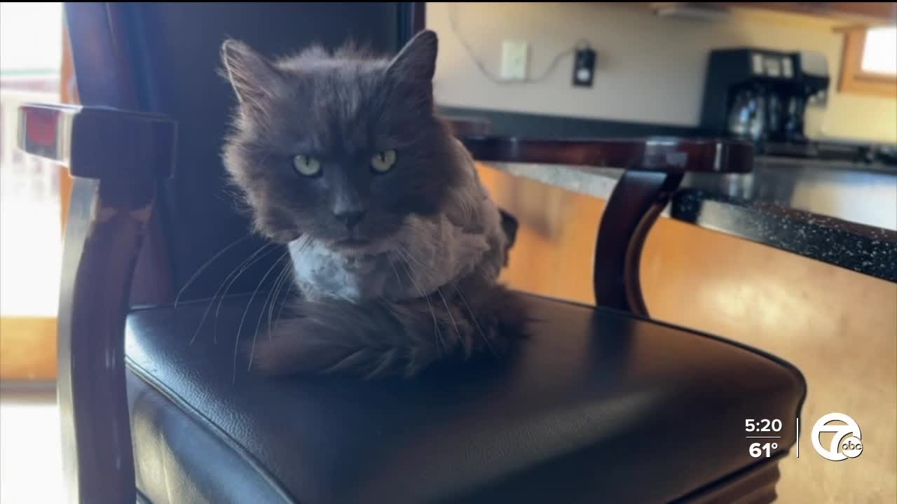 Cat returns home after three years - YouTube
