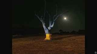 A Tree for Ukraine... From Kyneton With Love!