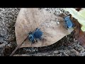 Blue Death Feigning Beetles
