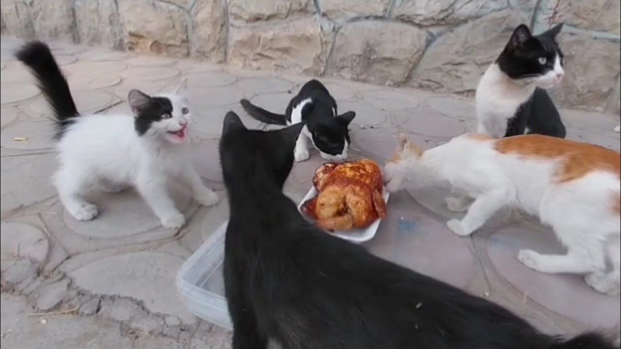 Feeding cat