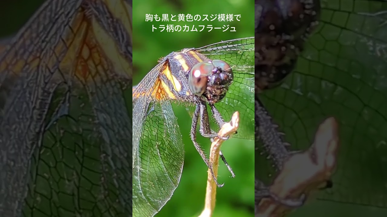 群青色とトラ模様でカムフラージュ