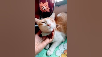 Thumbnail of #music #song #catfunny #reelsvideo #catvideos