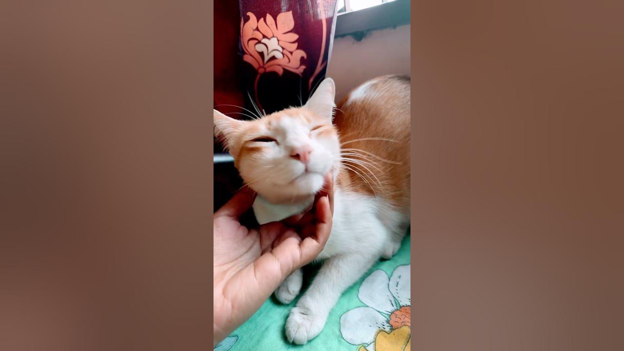 #music #song #catfunny #reelsvideo #catvideos