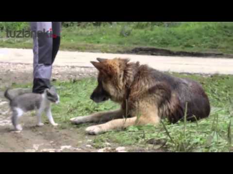 Video: Njemački Turist Napao Australski Dingo