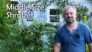 Medium Size Low Maintenance Evergreen Shrubs