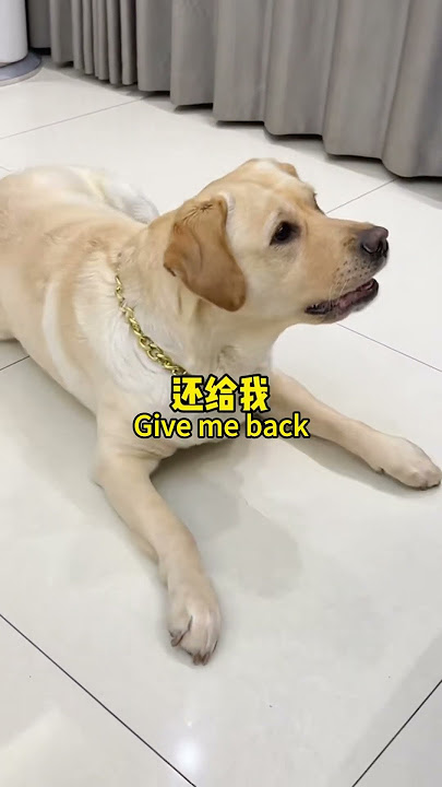 肉肉说了算🐶：内容提要：《狗子藏肉》《被发现》《捶地》《气背过去》