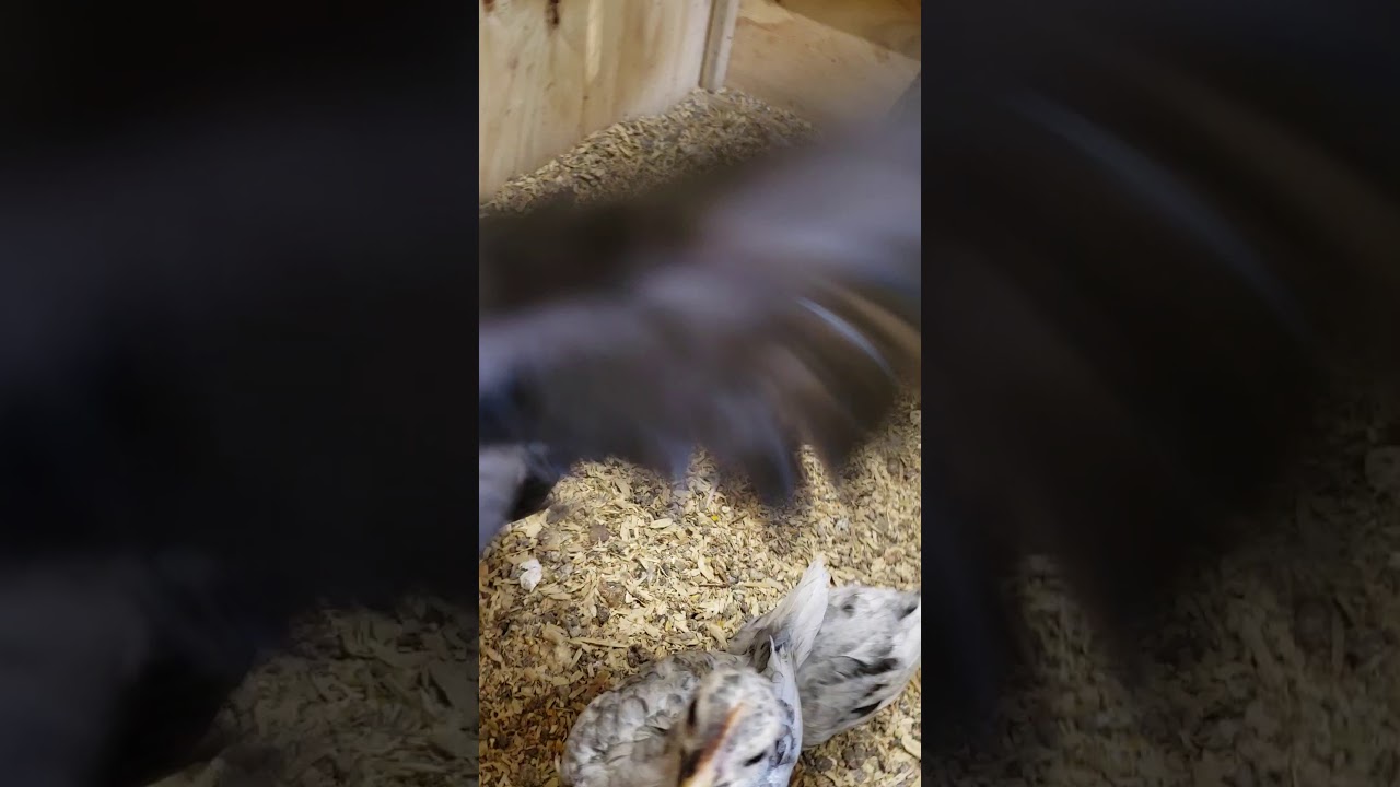 100% pure John Mark's splash blue mugs...