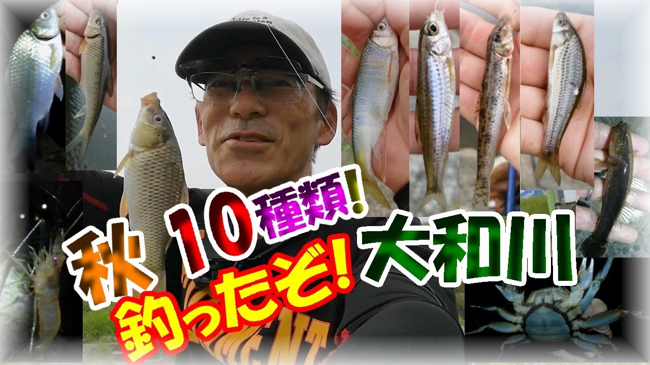 【マジ！？秋の大和川の小物釣り・なんと10種類！】ヤバい！オイカワにカマツカ、テナガエビにモクズガニ、スゴモロコにタモロコ、ニゴイに鯉、マブナにカワアナゴ！9月～10月はマルキューの九ちゃんで爆釣！