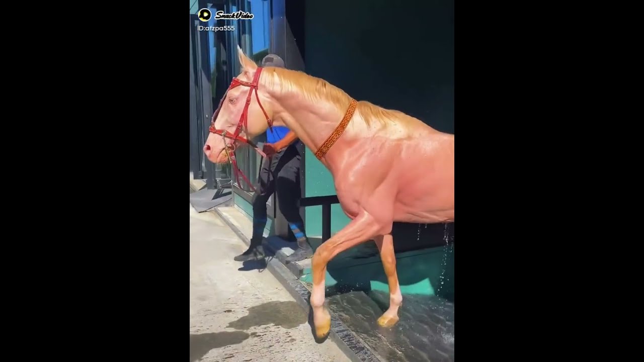 It Is Such A Beautiful Golden Horse 