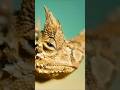 Forbidden pineapple 🍍  | 5 Fun facts about Thorny Devils #shorts #trending #viralvideo