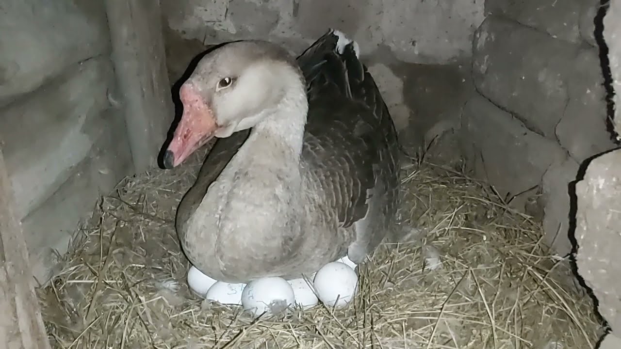 Қазды қалай күрік қыламыз? Қаздың астына жұмыртқа салып ұяға жатқызу!Соңына дейін көріңіз өкінбейсіз