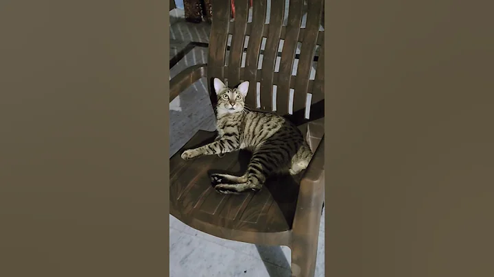 Watch the video about Viral Cat Fear #cat #catshorts #trending #viral #anime #night #shorts #ytshorts #funny #love #sleep