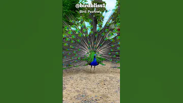 Peafowl Bird Sounds/Call #peacock #birds #amazing