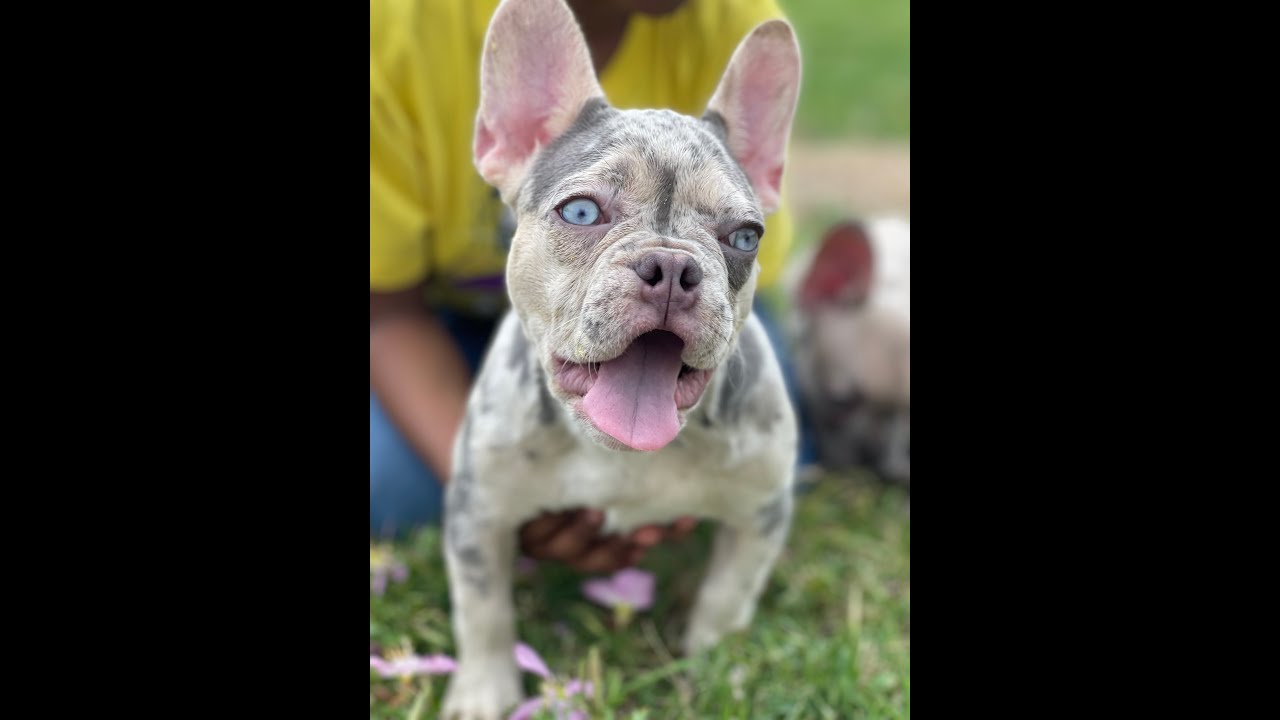 How to set up your Lifeline Pet Supplies Puppy Incubator for your