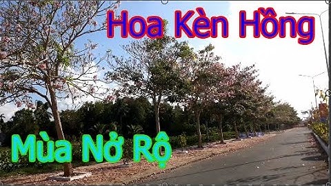 Đường Hoa Kèn Hồng Châu Thành Sóc Trăng Nở Rộ |cuoc song mien tay