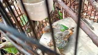 Download Lagu Panen Anakan Burung Serindit MP3