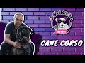 Cane Corso (DÜNYADAKİ EN İYİ KORUMA KÖPEĞİ)