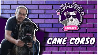 Cane Corso (DÜNYADAKİ EN İYİ KORUMA KÖPEĞİ)