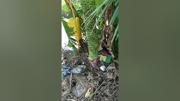 #Shorts độc lạ phát hiện quầy chuối hơn 100 nải ở miền tây