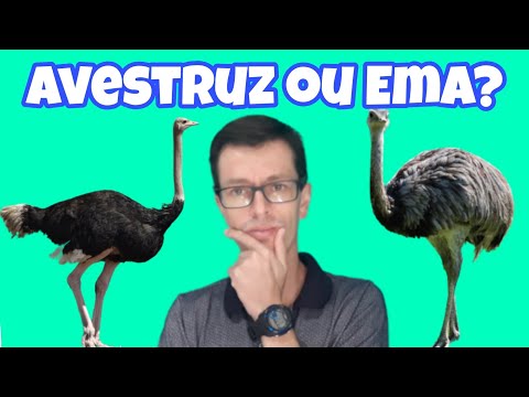 Vídeo: Avestruz e ema são iguais?