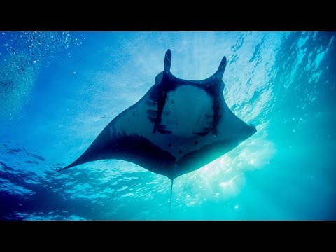Giant Manta Ray Conservation [Interview with Erick Higuera]