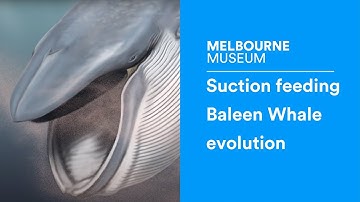 How suction feeding preceded filtering in baleen whale evolution