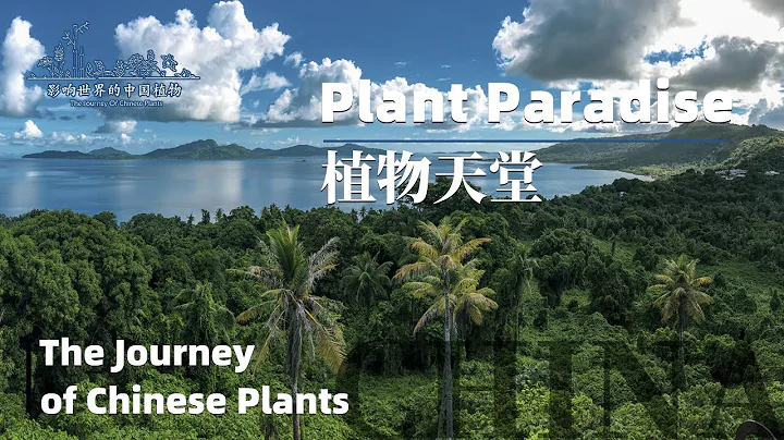 The Journey of Chinese Plants PLANT PARADISE | 1080P | 影响世界的中国植物 植物天堂 - 天天要闻