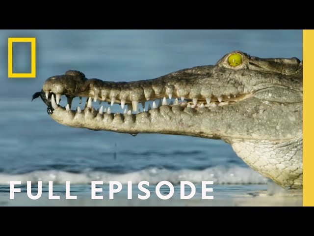 Oceans (Full Episode) | Hostile Planet class=