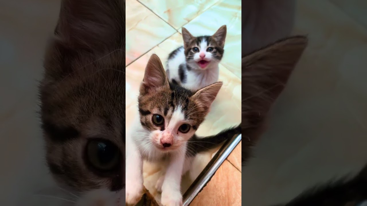 1-3 months Female Mixed Breed American Shorthair