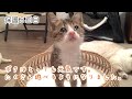 【保護５日目】先住猫の優しさに包まれて奇跡的な回復を果たした保護仔猫。家中を元気に走り回ってます。