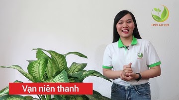Tuyển chọn 5 cây cảnh để chân cầu thang giúp thu hút vượng khí