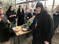 Посевная пора в тепличном хозяйстве Свято-Елисаветинского женского монастыря