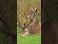 Red stags are exhausted by the end of the rutting season #redstag #discoverwildlife #robertefuller