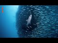 Les prdateurs marins  documentaire entier