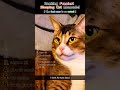 Cats Sleeping moments! #ranking #funny #catshorts
