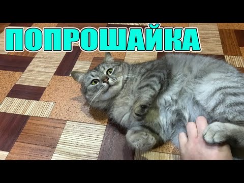 Кот попрошайка ) Смешной котик просит вкусняшки. Приколы с котами и милые котики