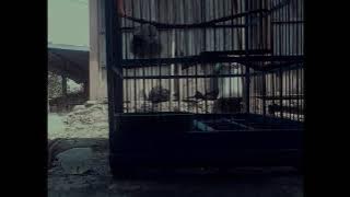 STORY WA || BURUNG KUTILANG